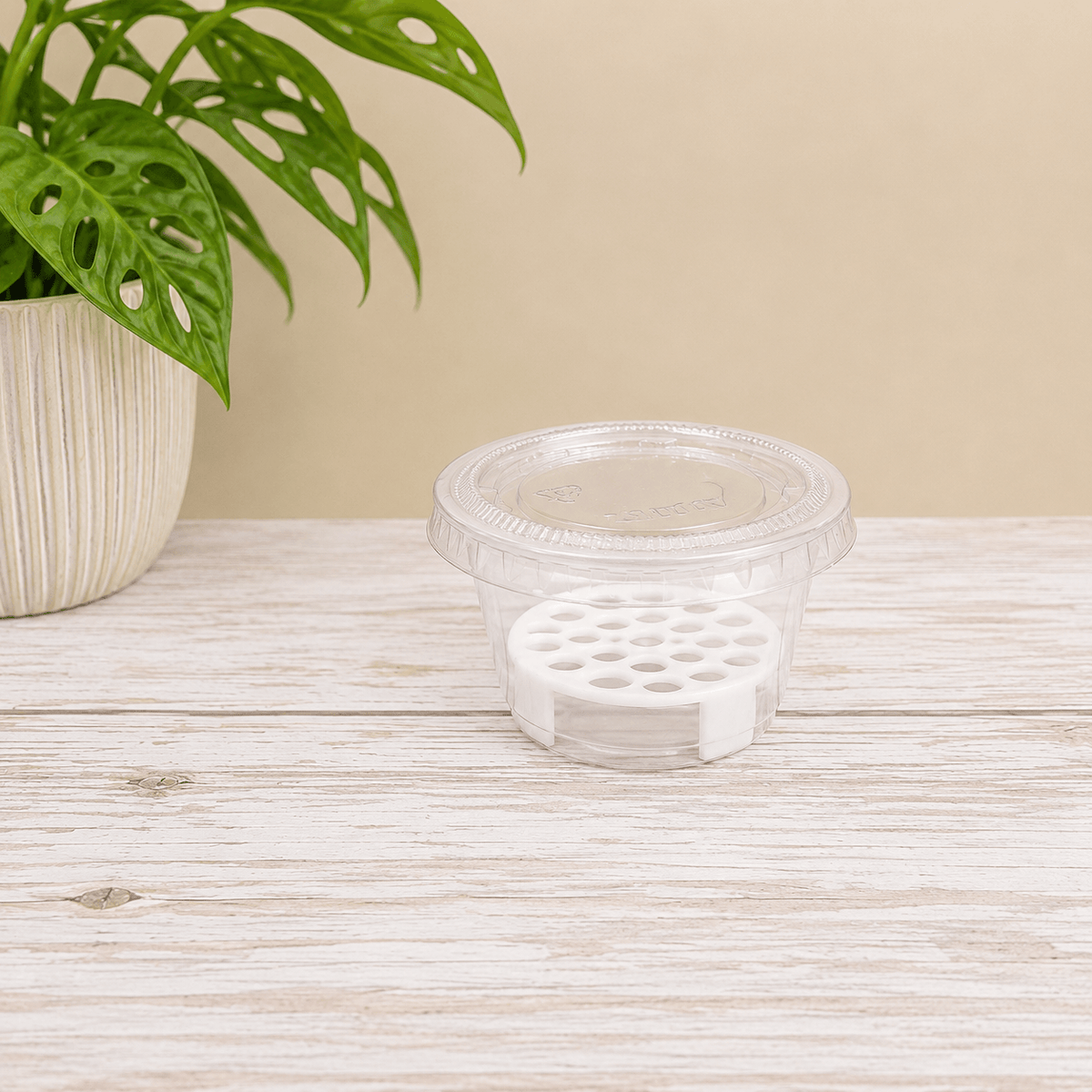 A small clear plastic container with a matching clear lid and a white circular insert with multiple circular cutouts, placed on a light wood surface next to a potted green plant against a beige wall.