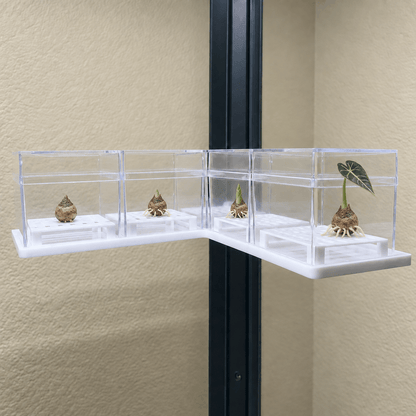 Alocasia Corm Propagation Boxes with Risers – Cormarium 5 Pack