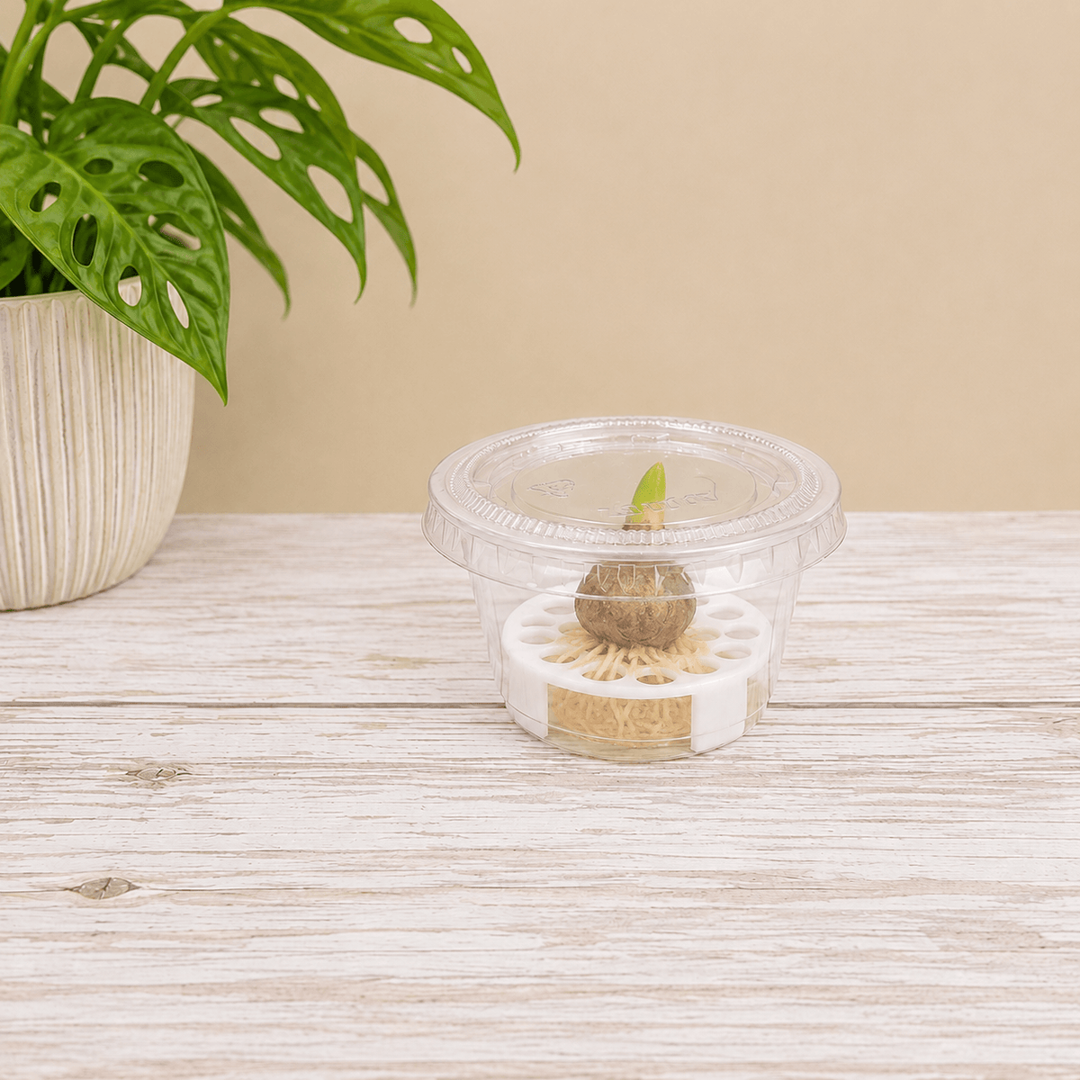 A small clear plastic cup with a lid, containing a brown root system with a tiny green sprout, placed on a light wood surface with a potted green plant in the background.