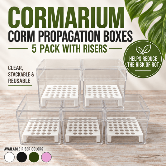 Alocasia Corm Propagation Boxes with Risers – Cormarium 5 Pack