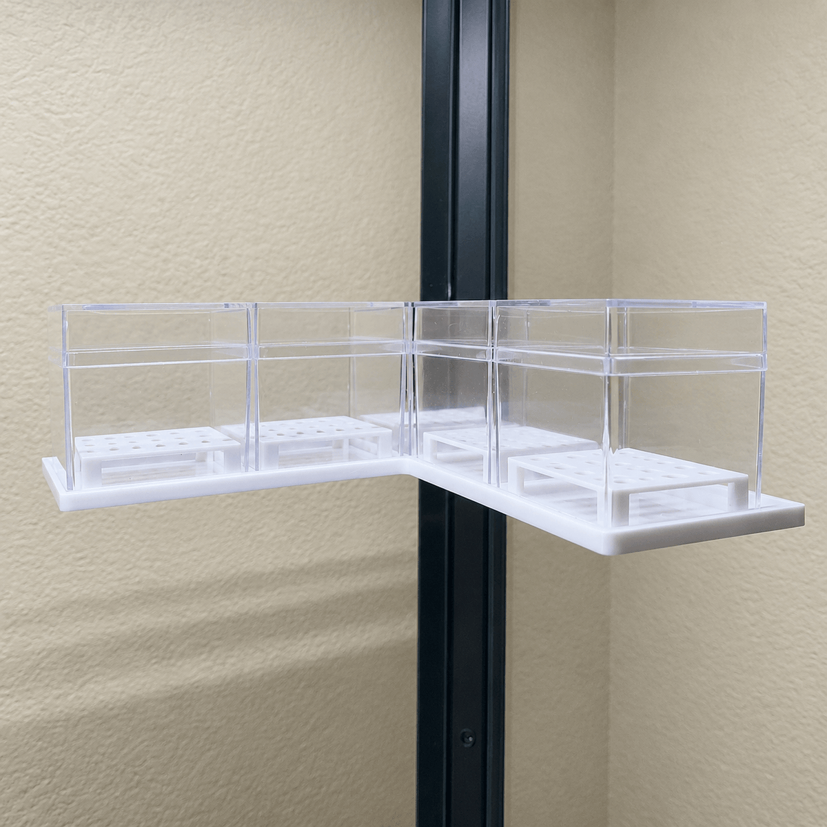 Alocasia Corm Propagation Boxes with Risers – Cormarium 5 Pack