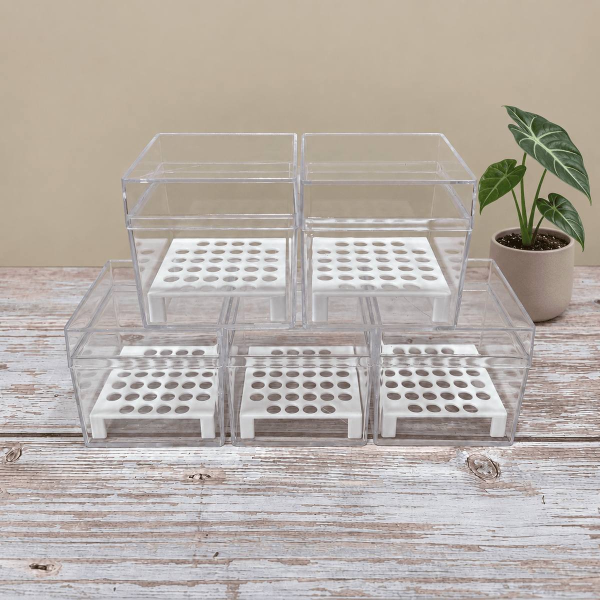 Alocasia Corm Propagation Boxes with Risers – Cormarium 5 Pack
