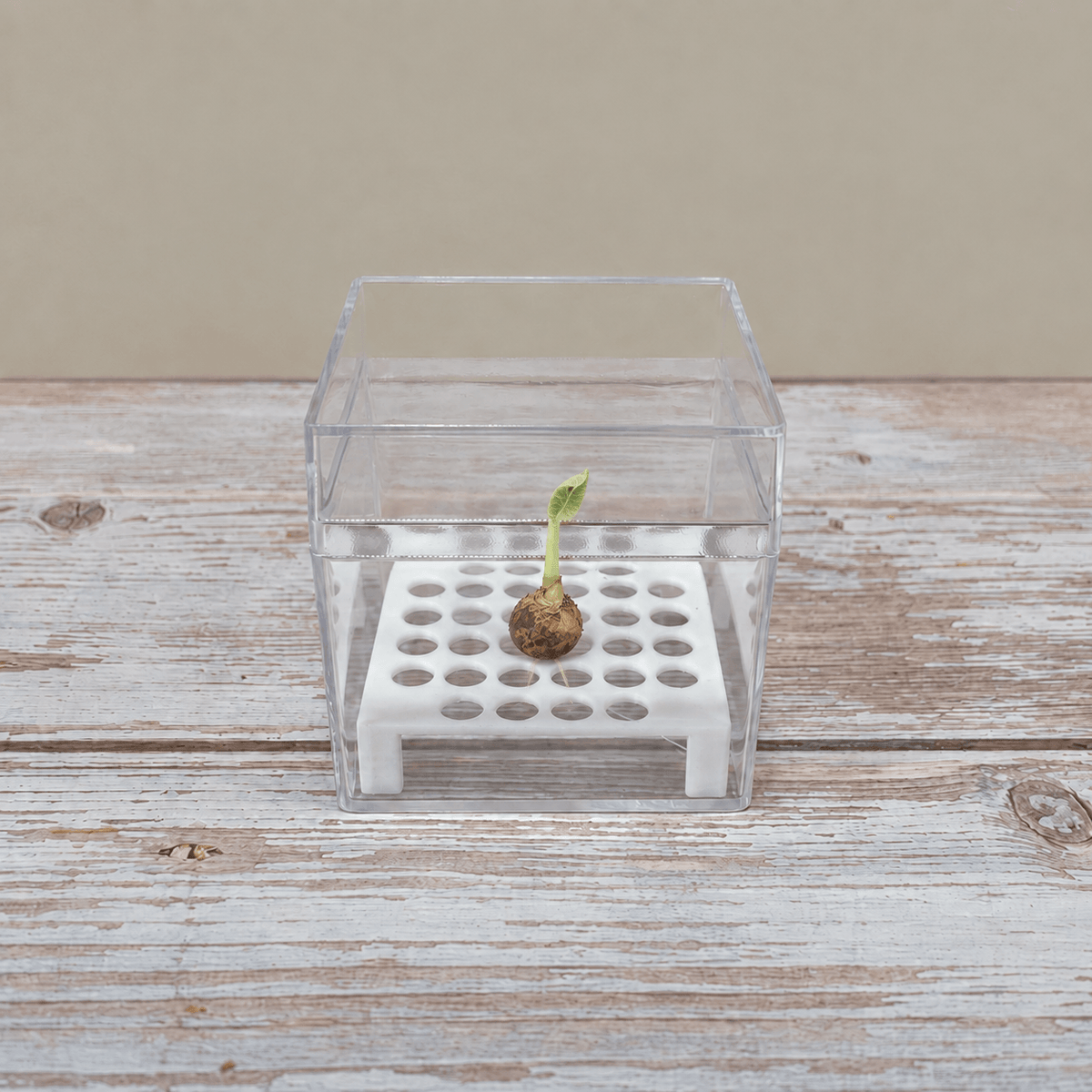 Alocasia Corm Propagation Boxes with Risers – Cormarium 5 Pack