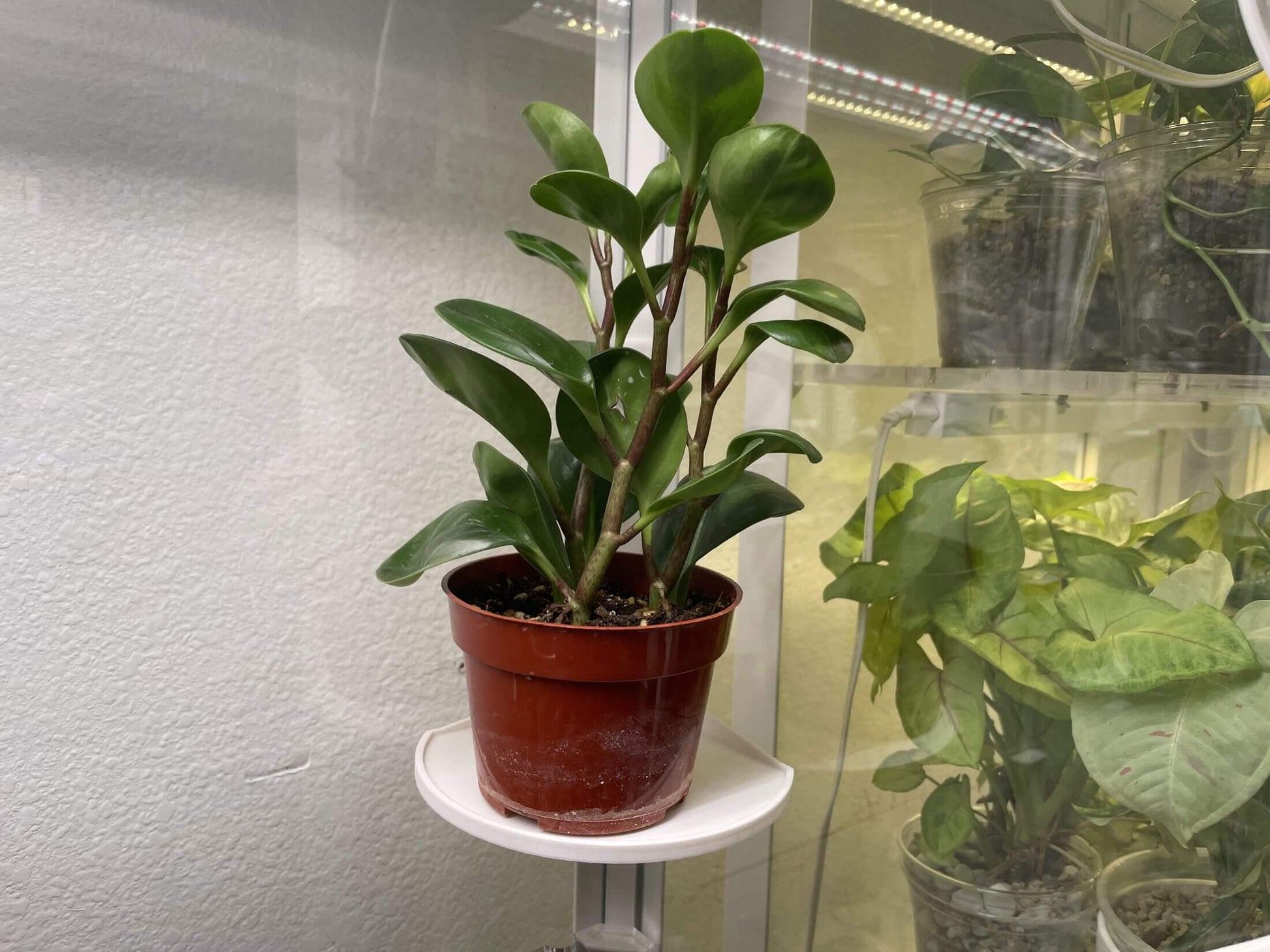 Potted plant on a small white shelf against a textured wall.