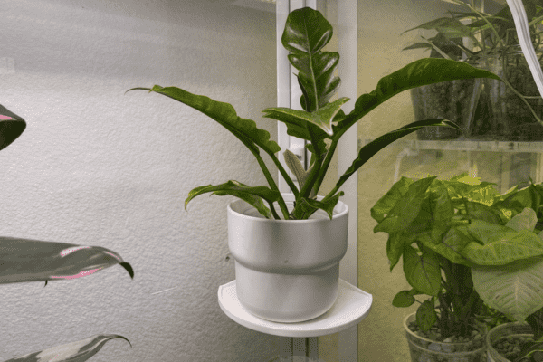 Large Heavy Pot with Large Tray