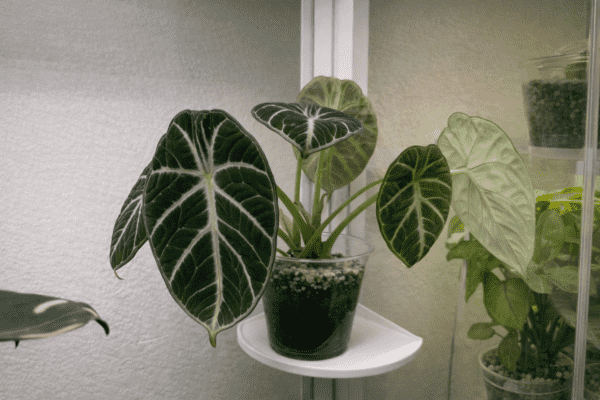 Large Tray with Plant