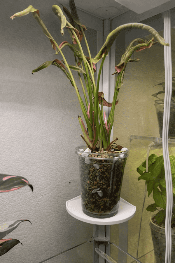 Large Tray with Tall Plant