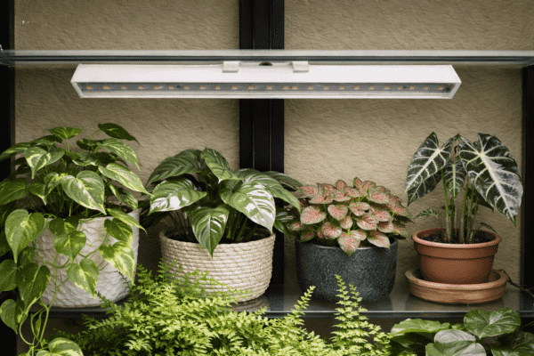 Light mounted with plants