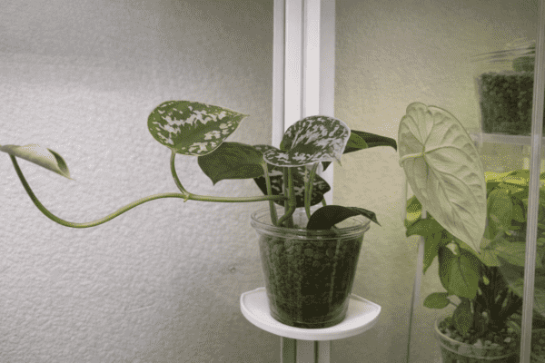 Small Tray with Plant